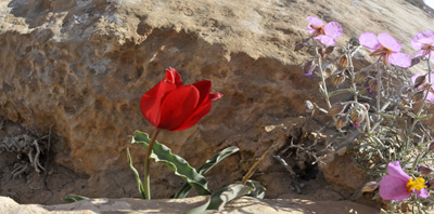 טיולים להר הנגב: פריחה אביבית באזור מכתש רמון